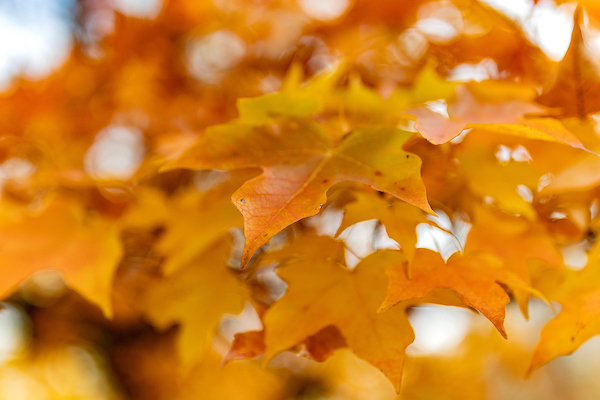 Orange fall leaves