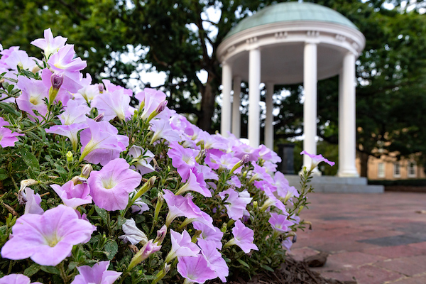 Purple flowers in the foreground of the Old Well on the UNC-Chapel Hill campus.